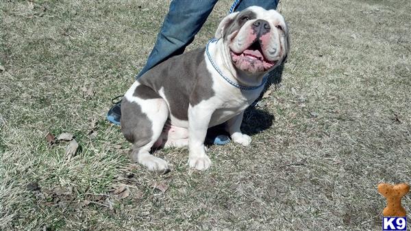 Stud Dogs in MI